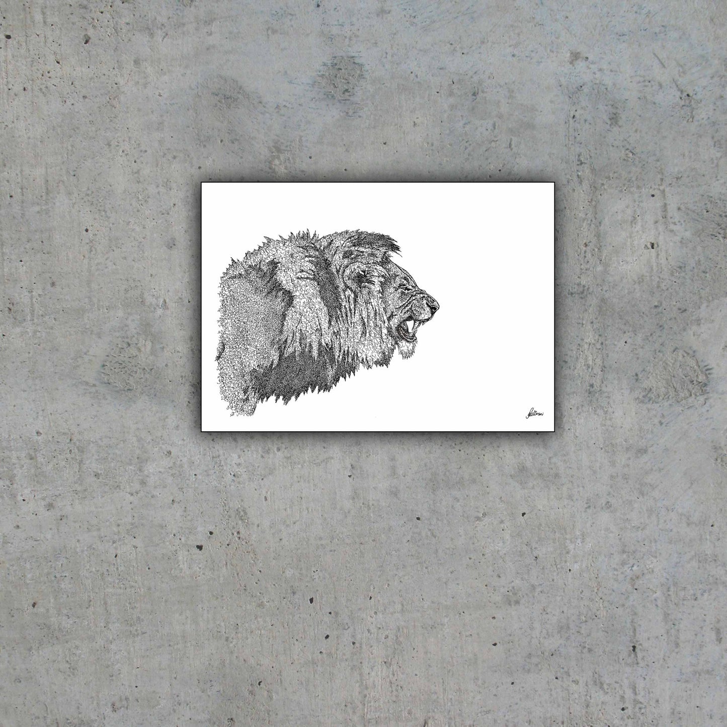 African Lion Limited Edition Print