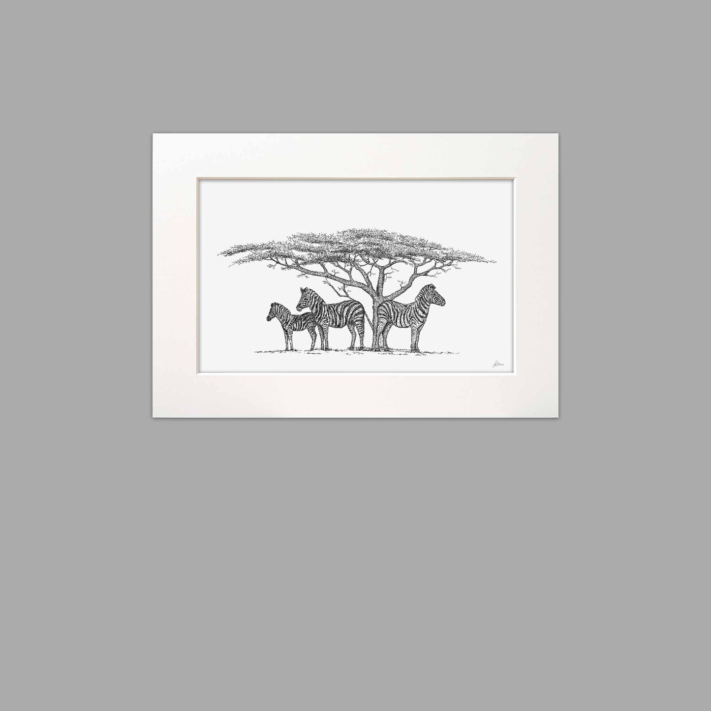 Zebra Family under The Acacia Tree Signed Print