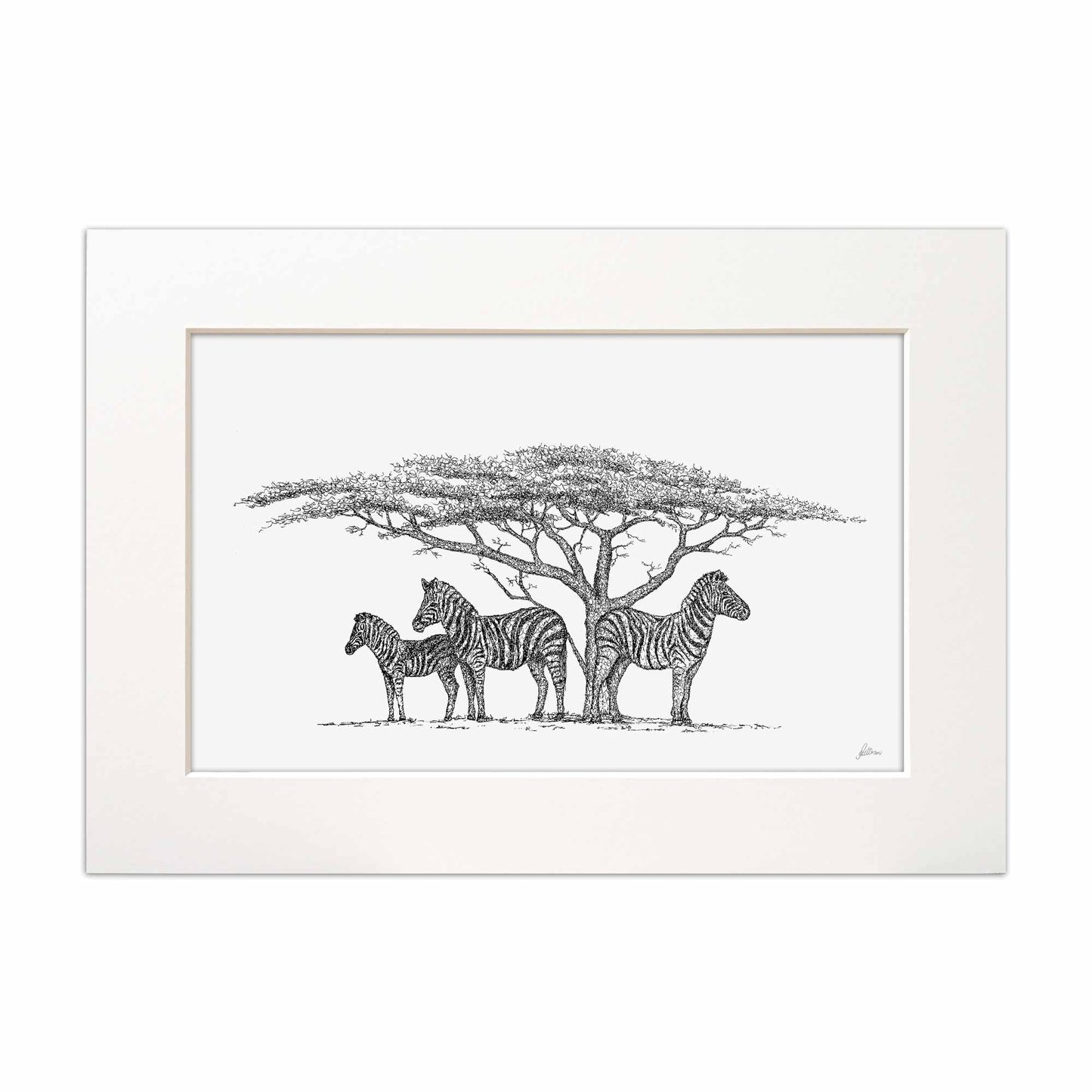 Zebra Family under The Acacia Tree Signed Print