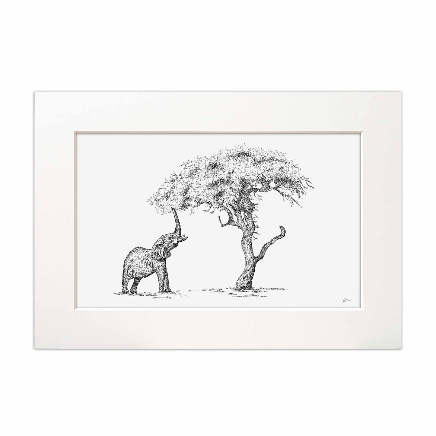 Elephant Eating Marula Fruit