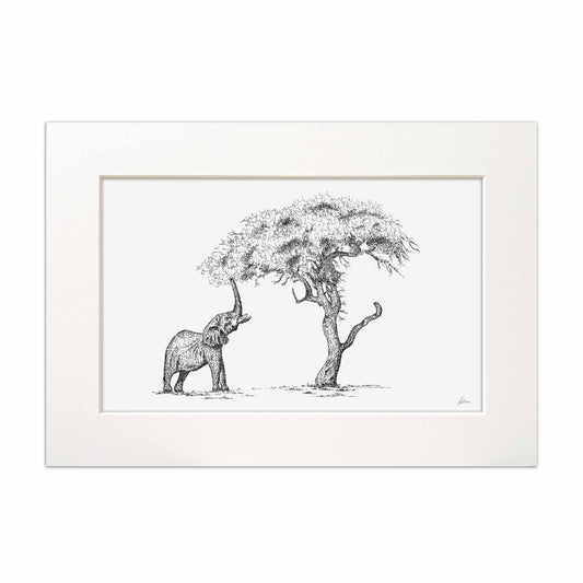 Elephant Eating Marula Fruit