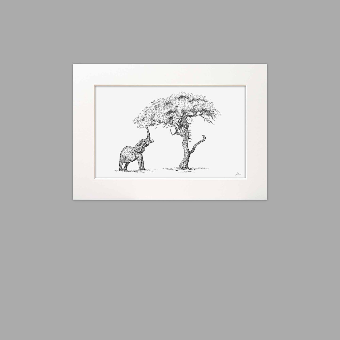 Elephant Eating Marula Fruit