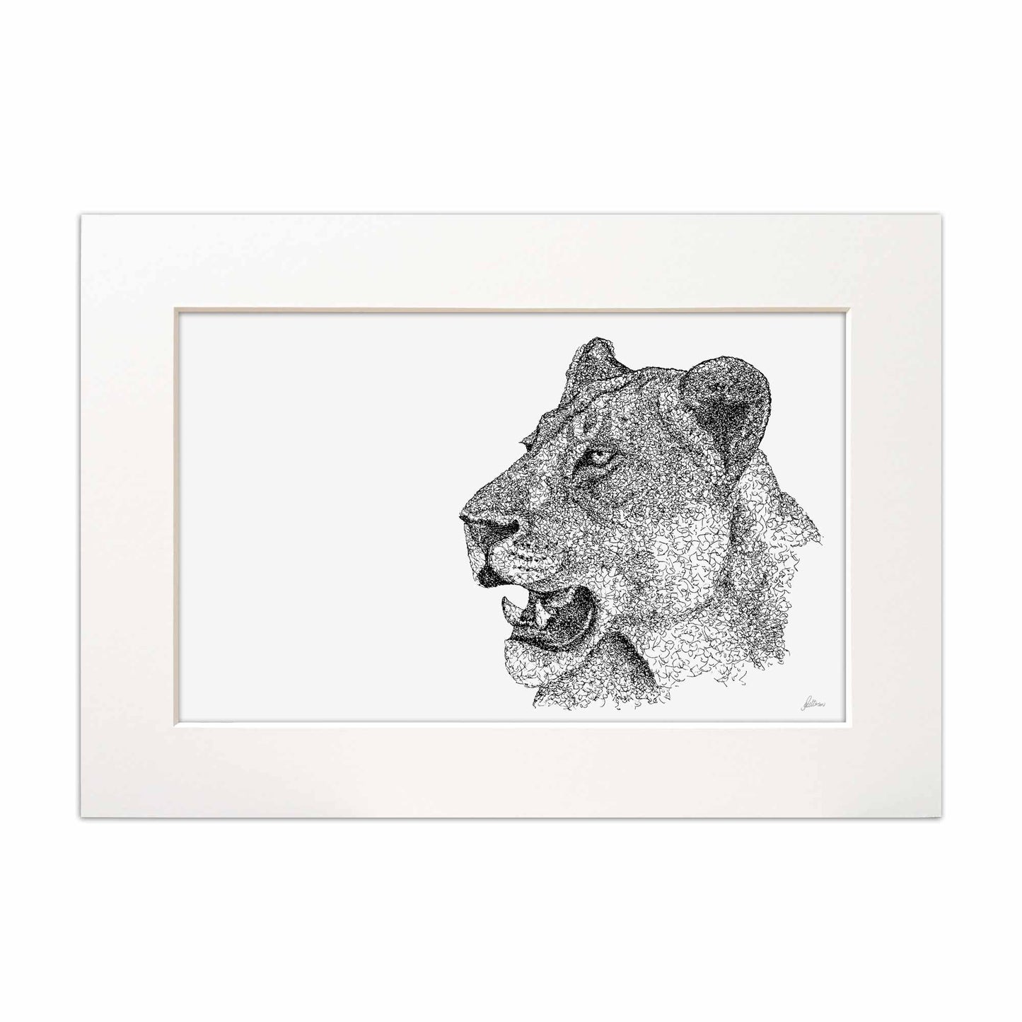 Lioness Kruger National Park