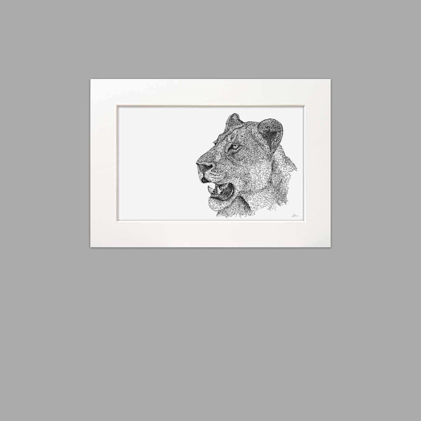 Lioness Kruger National Park