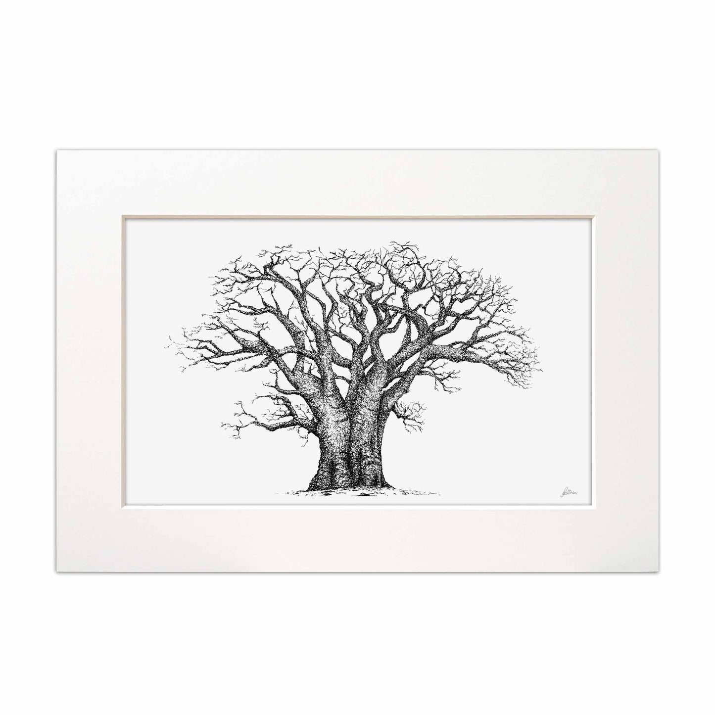 Baobab Tree Signed Print