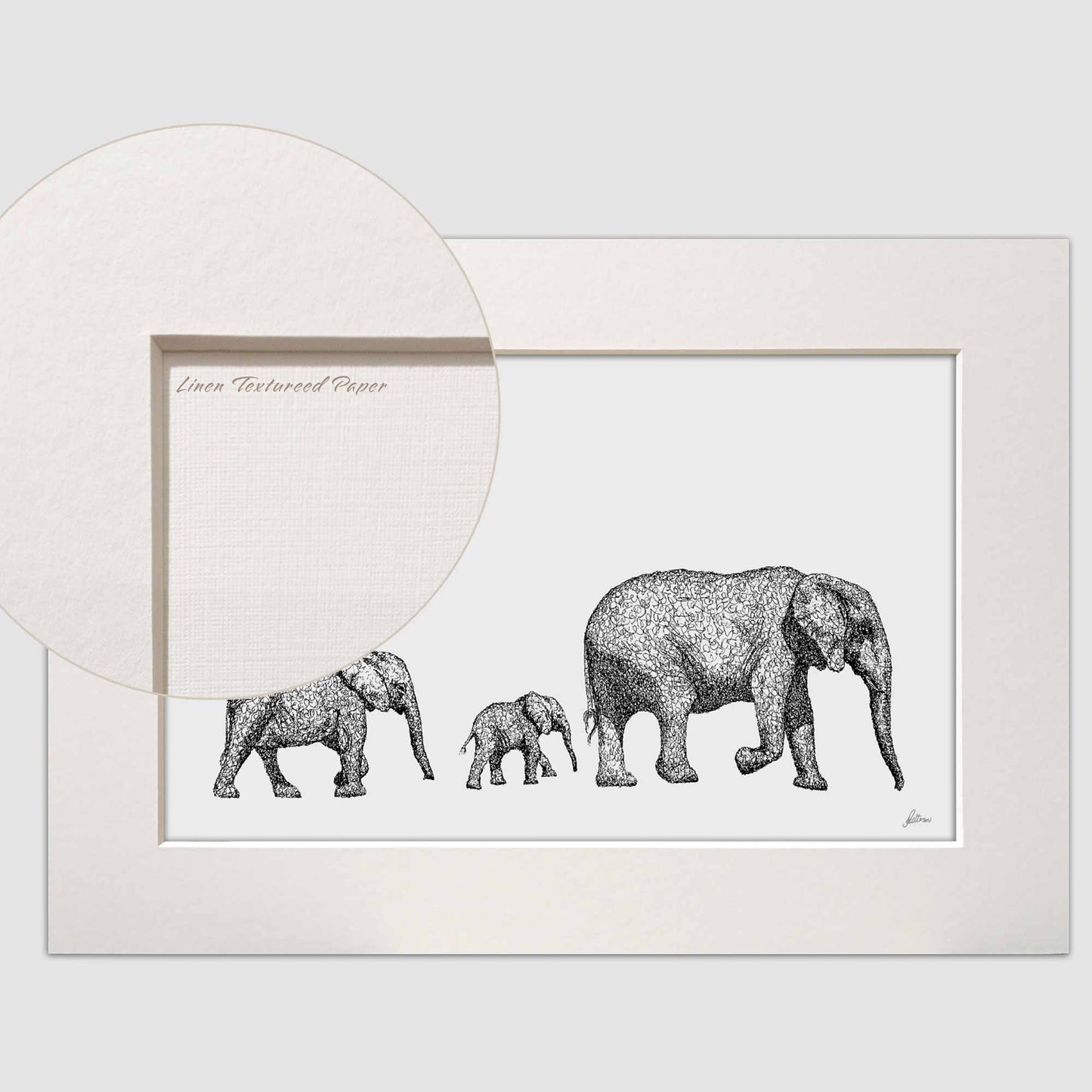 Elephant Eating Marula Fruit