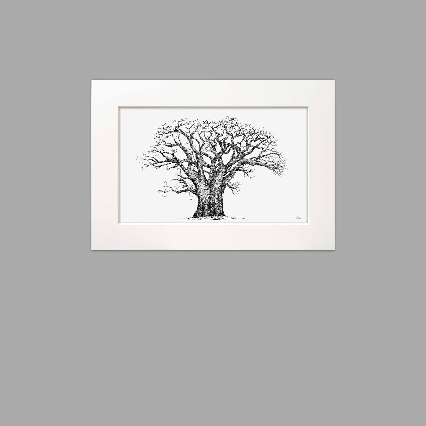 Baobab Tree Signed Print