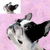 Pet Portrait