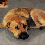 Pet Portrait