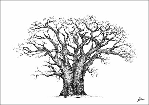 Baobab Tree Limited Edition Print