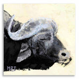 Cape Buffalo
