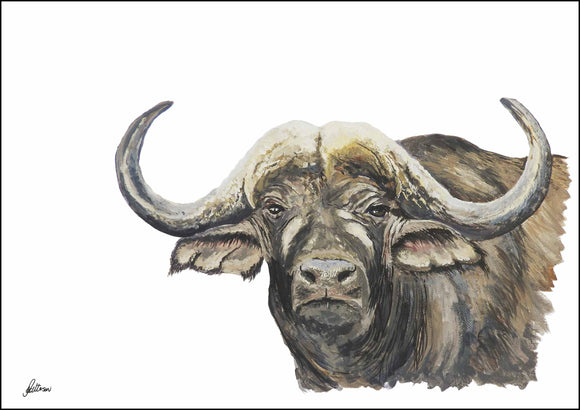 Limited Edition Print Wildlife in colour - African Buffalo