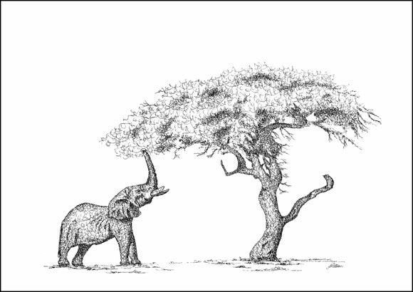 African Elephant and a Acacia Tree Limited Edition Print