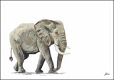 Limited Edition Print Wildlife in colour - Elephant