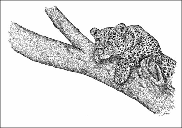 Leopard in Tree Limited Edition Print
