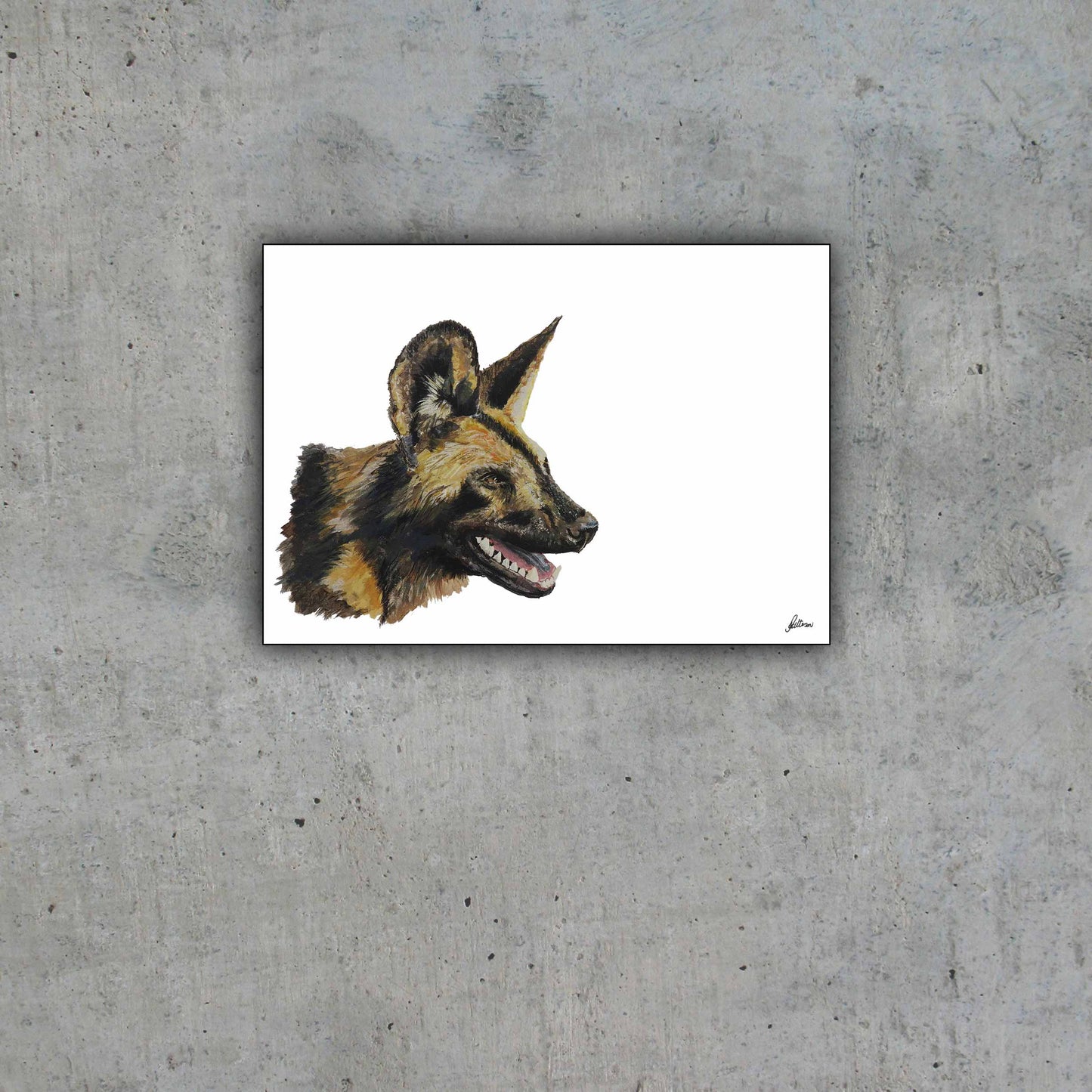 Limited Edition Print Wildlife in colour - African Wild Dog Panting