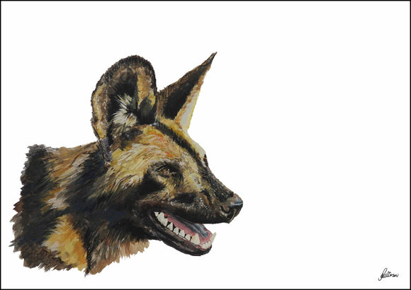 Limited Edition Print Wildlife in colour - African Wild Dog Panting