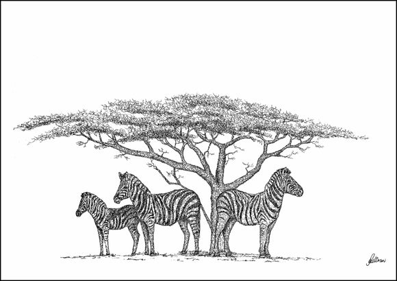 Zebra under Acacia Tree Limited Edition Print