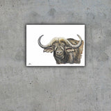 Limited Edition Print Wildlife in colour - African Buffalo