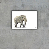 Limited Edition Print Wildlife in colour - Elephant