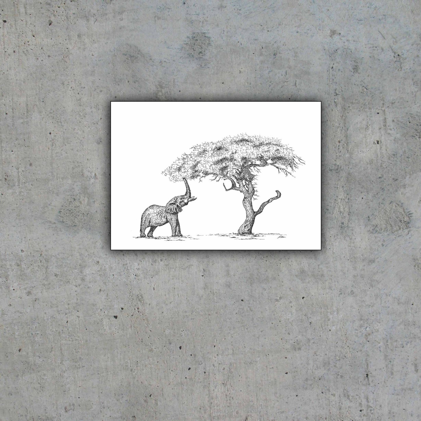 African Elephant and a Acacia Tree Limited Edition Print