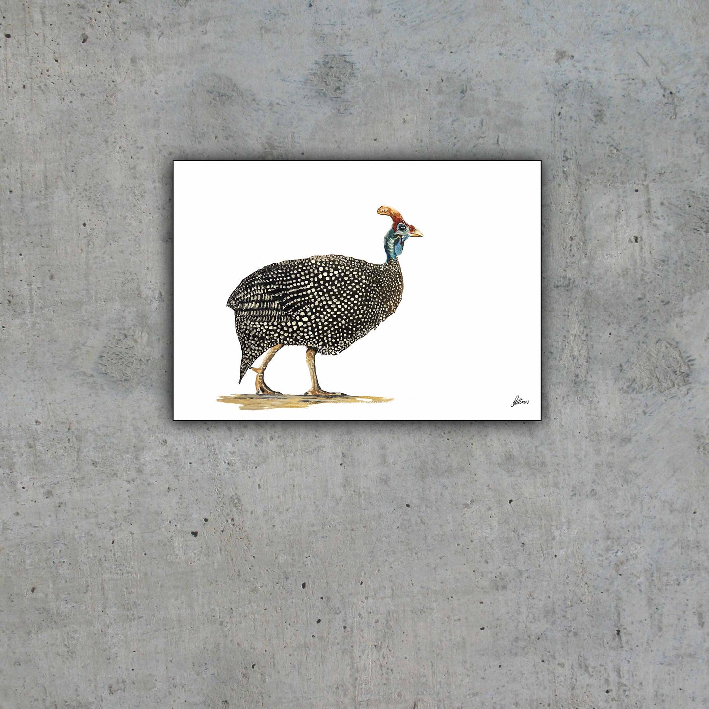 Limited Edition Print Wildlife in colour - Guinea Fowl