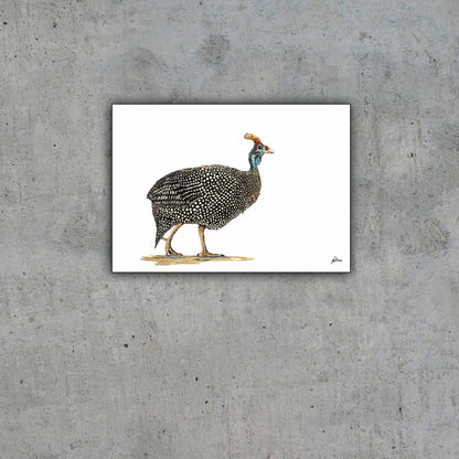 Limited Edition Print Wildlife in colour - Guinea Fowl