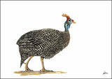 Limited Edition Print Wildlife in colour - Guinea Fowl