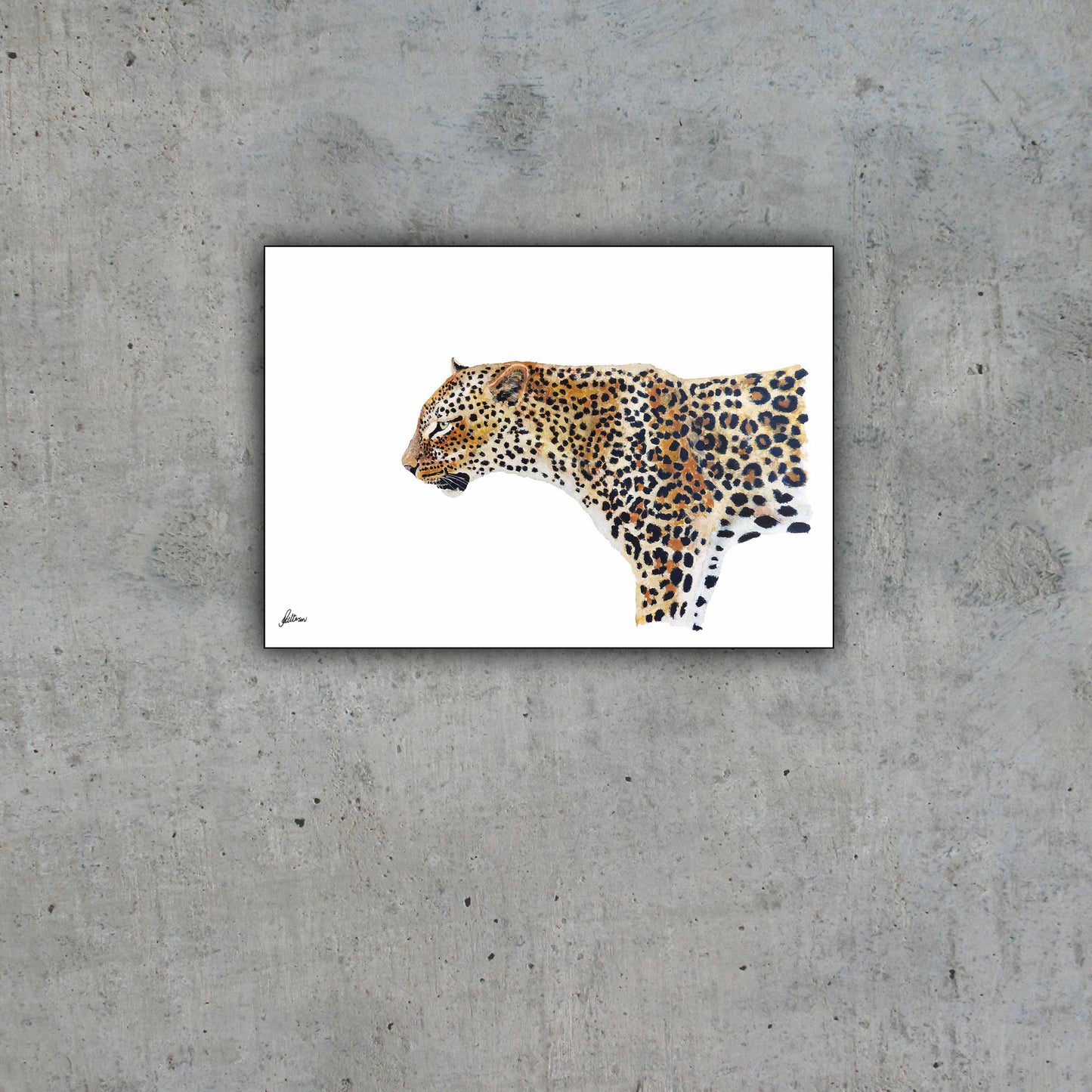 Limited Edition Print Wildlife in colour - Leopard