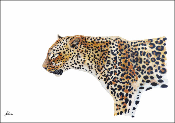 Limited Edition Print Wildlife in colour - Leopard
