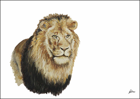 Limited Edition Print Wildlife in colour - Lion