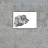 African Lion Limited Edition Print