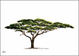 Limited Edition Print Wildlife in colour - Acacia Tree